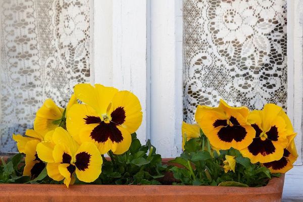 France-Giverny Yellow pansies and lace curtain